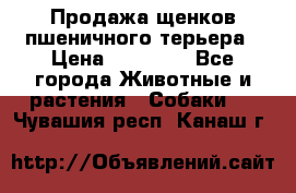 Продажа щенков пшеничного терьера › Цена ­ 30 000 - Все города Животные и растения » Собаки   . Чувашия респ.,Канаш г.